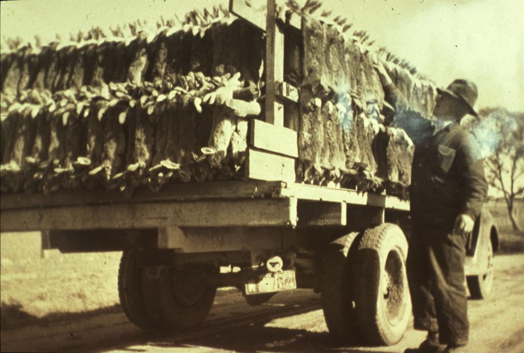 RabbitScan > History and biology