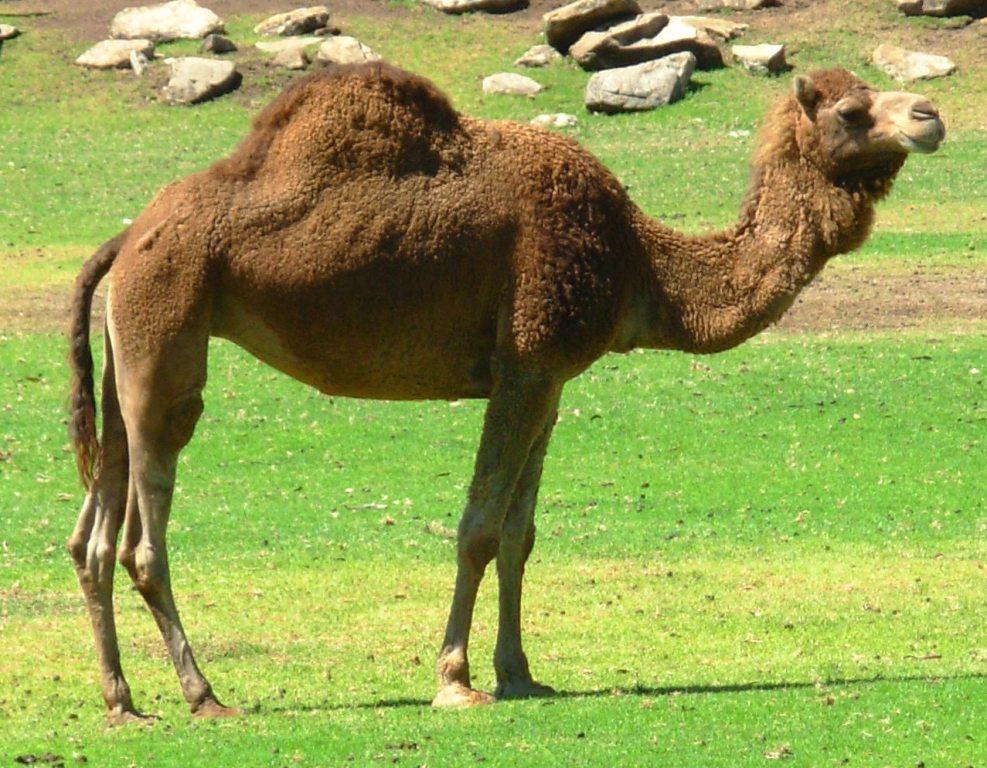 CamelScan > Camel facts