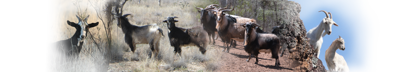 FeralGoatScan