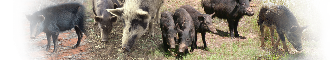FeralPigScan