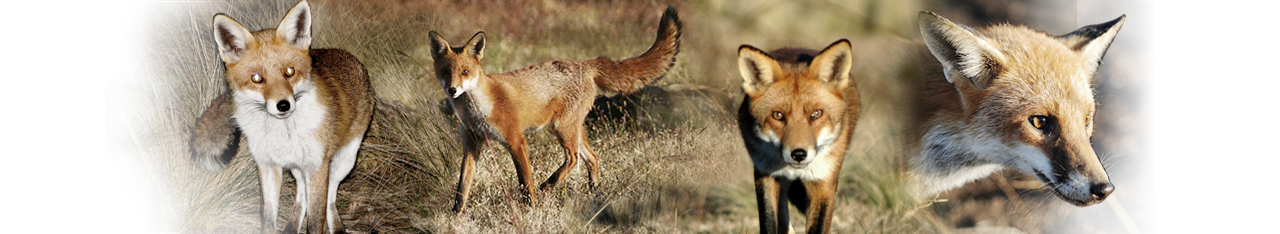 FoxScan