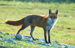 What is FoxScan? Image by D Panther