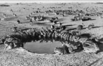 Rabbit plague during the 1930's. Source: CSIRO