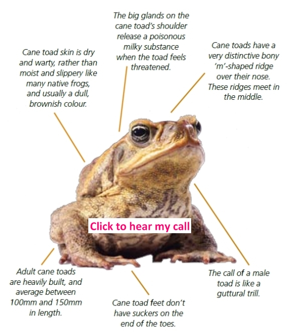 Cane Toad Diet Facts Fast-Food