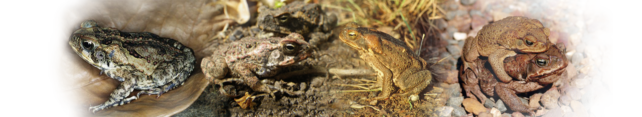 ToadScan