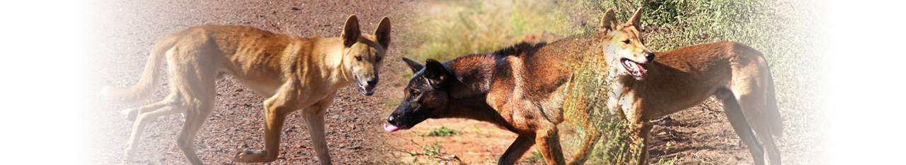WildDogScan
