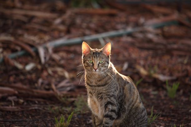 How To Trap Feral Cats - Cat Man Chris 