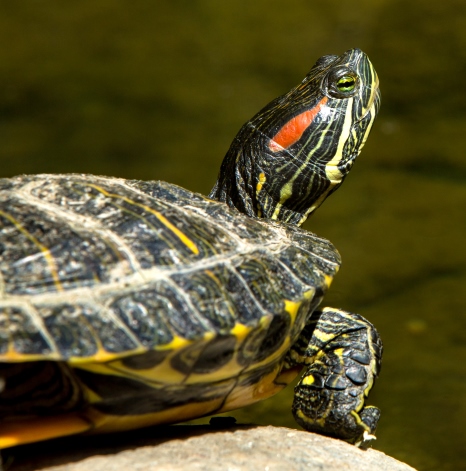 > Red-eared slider High risk