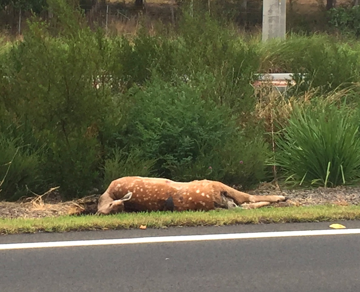Fallow deer near Sydney (Image by A.Geddes)
