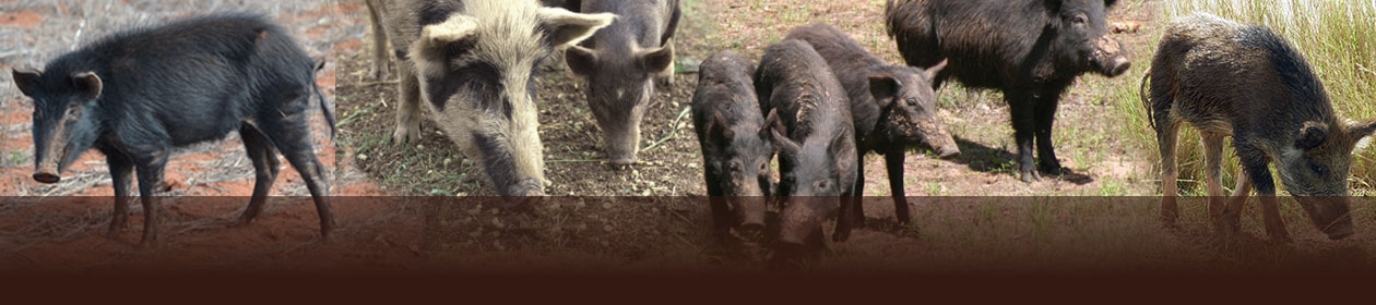 Feral Pig Scan