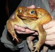 Cane toad, image by FrogWatch NT Cane toad, image by FrogWatch NT