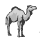 CamelScan