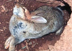 Rabbit Haemorrhagic Disease Virus