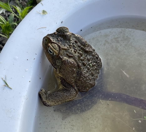 TOADINATOR Cane - Animal Control Technologies (Australia)